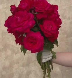 Heirloom Roses Alec's Red® Hot