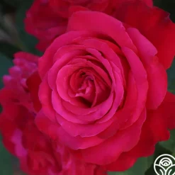 Heirloom Roses Alec's Red® Hot