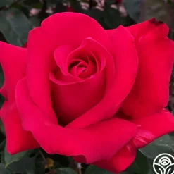 Heirloom Roses Alec's Red® Hot