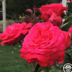 Heirloom Roses Alec's Red® Hot