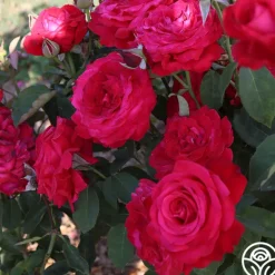 Heirloom Roses Alec's Red® Hot