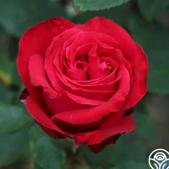 Heirloom Roses Alec's Red® Hot