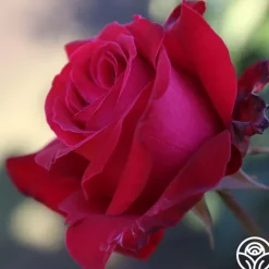 Heirloom Roses Alec's Red® Hot
