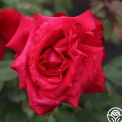 Heirloom Roses Alec's Red® Hot