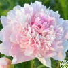 Heirloom Roses Alertie Sale