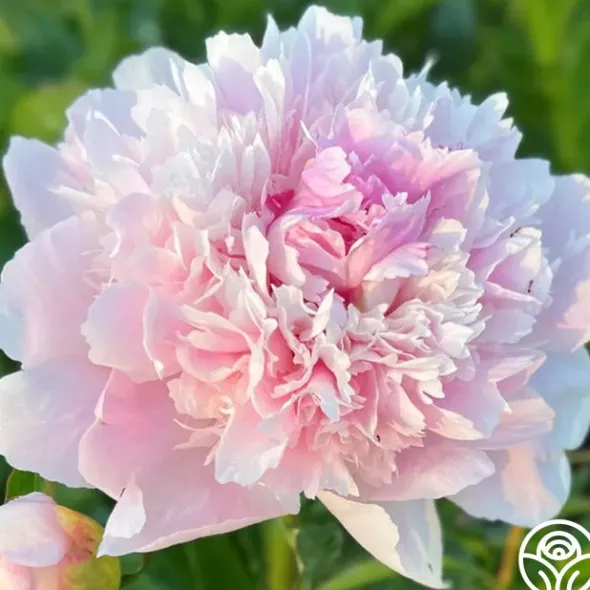 Heirloom Roses Alertie Sale
