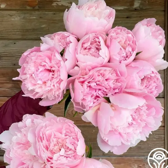 Heirloom Roses Alertie Sale