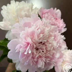 Heirloom Roses Alertie Sale