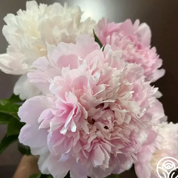 Heirloom Roses Alertie Sale