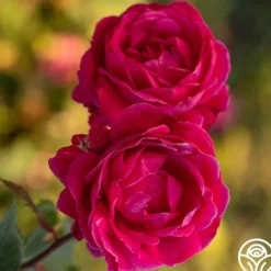 Heirloom Roses Alexander Mackenzie Online