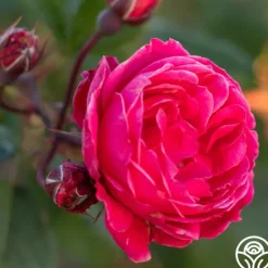 Heirloom Roses Alexander Mackenzie Online