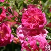Heirloom Roses Alexandre Girault Clearance
