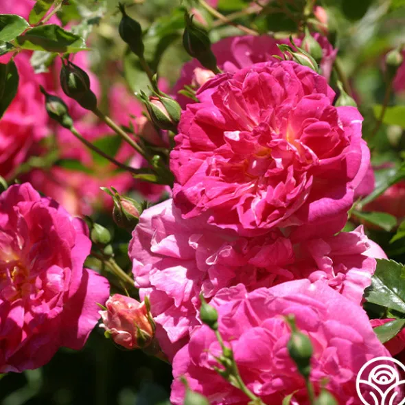 Heirloom Roses Alexandre Girault Clearance