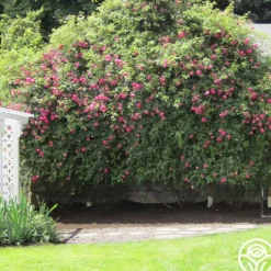 Heirloom Roses Alexandre Girault Clearance