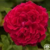 Heirloom Roses Alfred Colomb Outlet