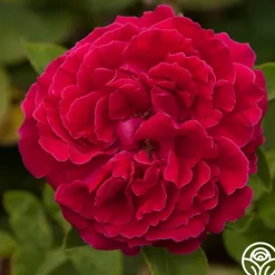 Heirloom Roses Alfred Colomb Outlet