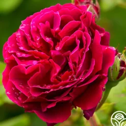 Heirloom Roses Alfred Colomb Outlet
