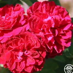 Heirloom Roses Alfred Colomb Outlet