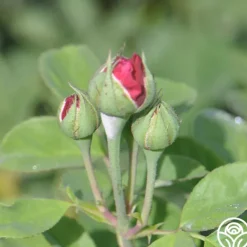 Heirloom Roses Alfred Colomb Outlet