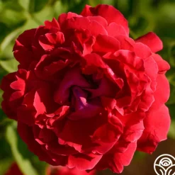 Heirloom Roses Alfred Colomb Outlet