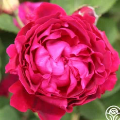 Heirloom Roses Alfred Colomb Outlet