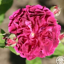 Heirloom Roses Alfred Colomb Outlet