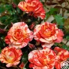 Heirloom Roses Alfred Sisley Discount