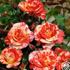 Heirloom Roses Alfred Sisley Discount