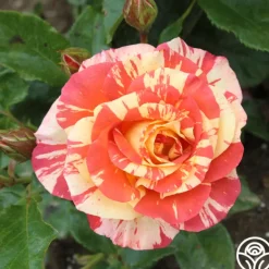 Heirloom Roses Alfred Sisley Discount