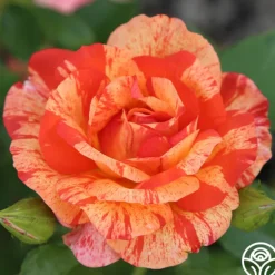 Heirloom Roses Alfred Sisley Discount