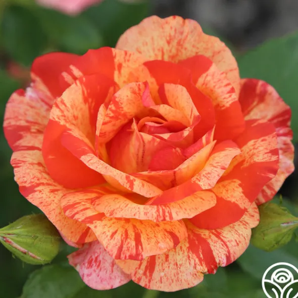 Heirloom Roses Alfred Sisley Discount