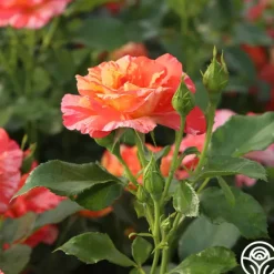 Heirloom Roses Alfred Sisley Discount