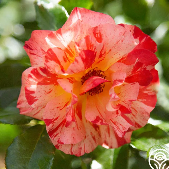 Heirloom Roses Alfred Sisley Discount