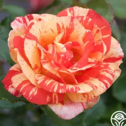 Heirloom Roses Alfred Sisley Discount