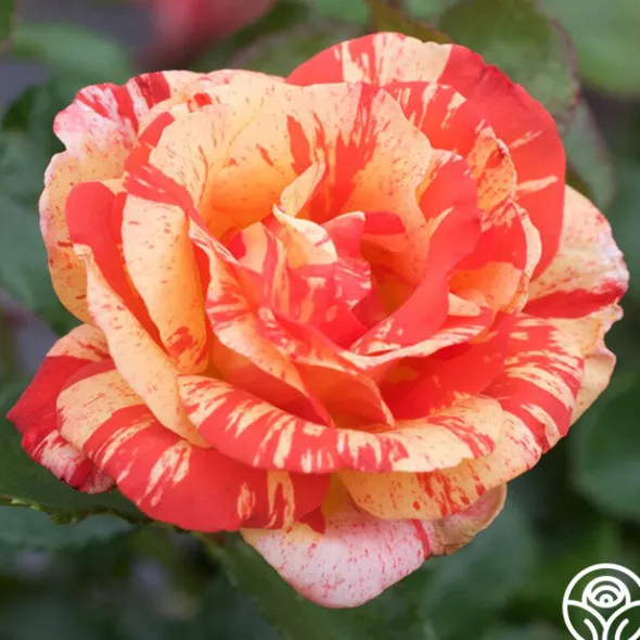 Heirloom Roses Alfred Sisley Discount