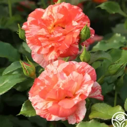 Heirloom Roses Alfred Sisley Discount