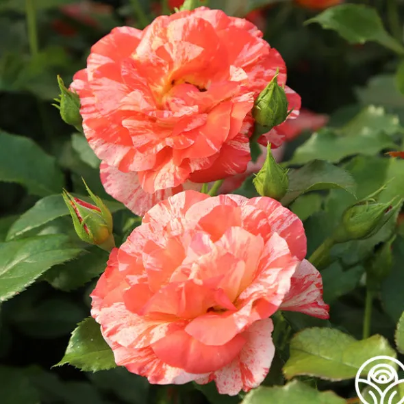 Heirloom Roses Alfred Sisley Discount