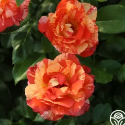 Heirloom Roses Alfred Sisley Discount