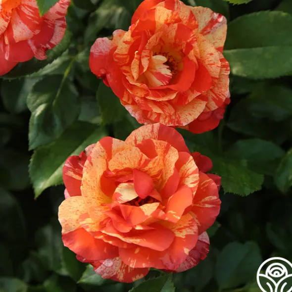 Heirloom Roses Alfred Sisley Discount