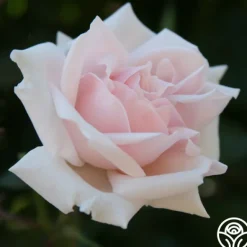 Heirloom Roses Alida Lovett Sale