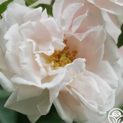 Heirloom Roses Alida Lovett Sale