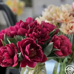 Heirloom Roses Alison Bradley Sale