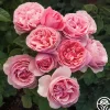 Heirloom Roses All Dressed Up™ Outlet