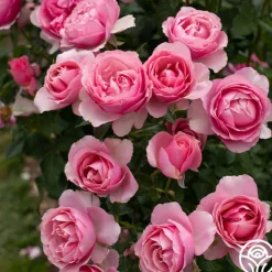 Heirloom Roses All Dressed Up™ Outlet