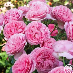 Heirloom Roses All Dressed Up™ Outlet