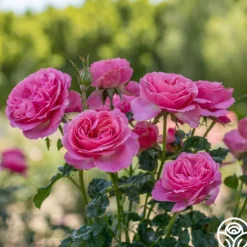 Heirloom Roses All Dressed Up™ Outlet