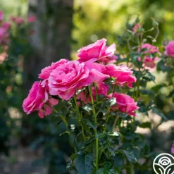 Heirloom Roses All Dressed Up™ Outlet