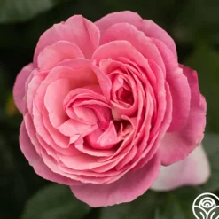 Heirloom Roses All Dressed Up™ Outlet
