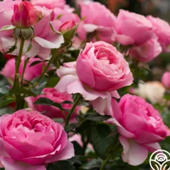 Heirloom Roses All Dressed Up™ Outlet
