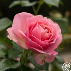 Heirloom Roses All Dressed Up™ Outlet